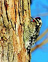 DSC_1156 yellow-bellied sapsucker (toned).jpg