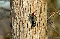 DSC_1164 yellow-bellied sapsucker.jpg