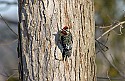 DSC_1168 yellow-bellied sapsucker n (sharp).jpg