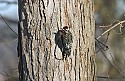 DSC_1170 yellow-bellied sapsucker n.jpg