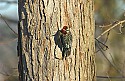 DSC_1172 yellow-bellied sapsucker n.jpg