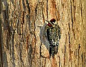 DSC_1176 yellow bellied sapsucker.jpg