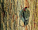 DSC_1176 yellow-bellied sapsucker (toned).jpg