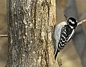 DSC_1185 female downy woodpecker.jpg