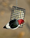 DSC_1188 red-headed woodpecker.jpg