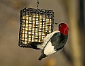 DSC_1197 red-headed woodpecker n.jpg