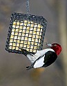 DSC_1198 red-headed woodpecker n.jpg