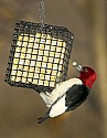 DSC_1199 red-headed woodpecker.jpg