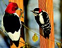 DSC_1209 male downy woodpecker and red-headed woodpecker 11x14 toned.jpg
