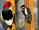 DSC_1209 male downy woodpecker and red-headed woodpecker 1209.jpg
