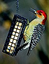 DSC_1228 red-bellied woodpecker color corrected.jpg