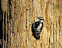 DSC_1275 female downy woodpecker.jpg