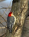DSC_1276 red-bellied woodpecker.jpg