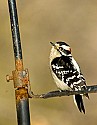 DSC_1288 male downy woodpecker.jpg