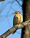 DSC_1306 red-bellied woodpecker.jpg