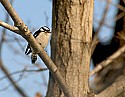 DSC_1362 female hairy woodpecker n.jpg