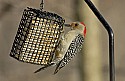 DSC_1371 red-bellied woodpecker n.jpg