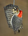 DSC_1375 red-bellied woodpecker n.jpg