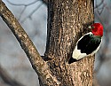 DSC_1377 red headed woodpecker.jpg