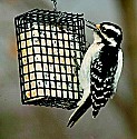 DSC_2290 female hairy woodpecker.jpg