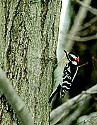 DSC_2298 male downy woodpecker toned.jpg