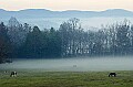 DSC_3660 fog Cades Cove.jpg