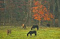 DSC_3668 horses, Cades Cove.jpg