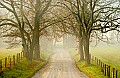 DSC_3671 Cades Cove, morning fog.jpg