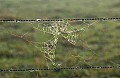 DSC_3678 spider web.jpg