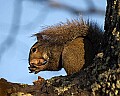 DSC_3681  squirrel.jpg