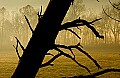 DSC_3689 dead tree silhouette, Cades Cove.jpg