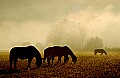 DSC_3697 horses in fog, Cades Cove.jpg