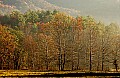 DSC_3699 Trees in Fog, Cades Cove.jpg