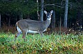 DSC_3706 doe in cades cove.jpg
