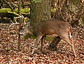 DSC_3710 9 point rubbing antlers.jpg