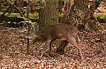 DSC_3711 9 point buck rubbing antlers.jpg