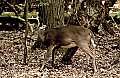 DSC_3715 8-point buck licking rub-Cades Cove.jpg