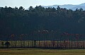 DSC_3732 fall color cades cove.jpg