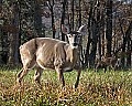 DSC_3742 does in cades cove.jpg