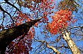 DSC_3747 fall color, Cades Cove.jpg