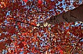 DSC_3756 late fall color.jpg