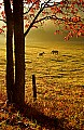 DSC_3773 Cades Cove.jpg