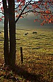 DSC_3773 sunrise, horses and fog.jpg