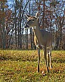 DSC_5431 doe in Cades Cove.jpg