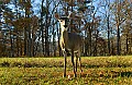 DSC_5434 doe.jpg