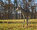 DSC_5435 doe in Cades Cove.jpg