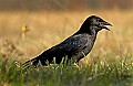 DSC_5454 crow.jpg