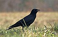 DSC_5457 crow.jpg