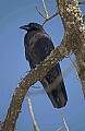 DSC_5463 crow.jpg