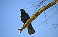 DSC_5468 crow.jpg